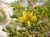 Fragrant Creosote Sampler, perfume samples