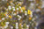 Aromatic Creosote Sampler, perfume samples