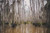 Overgrown Bayou/Bog Sampler, perfume samples