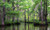 Muddy Bayou/Bog Sampler, perfume samples
