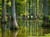 Mossy Bayou/Bog Sampler, perfume samples
