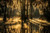 Bayou/Bog Sampler, perfume samples
