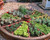 Bountiful Herb Garden Sampler, perfume samples