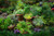 Lush Herb Garden Sampler, perfume samples