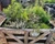 Abundant Herb Garden Sampler, perfume samples