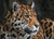 Sensual Animalic Sampler, perfume samples