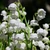Fragrant Lily of the Valley Sampler, perfume samples