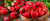 Strawberry Perfume Sample Set - 8 Samples Strawberry Perfume Sample Set - 8 Samples