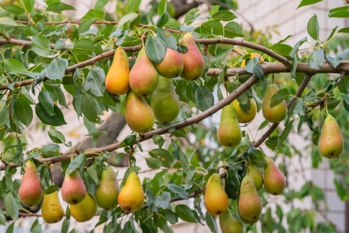 Curated Pear Fragrance Selection