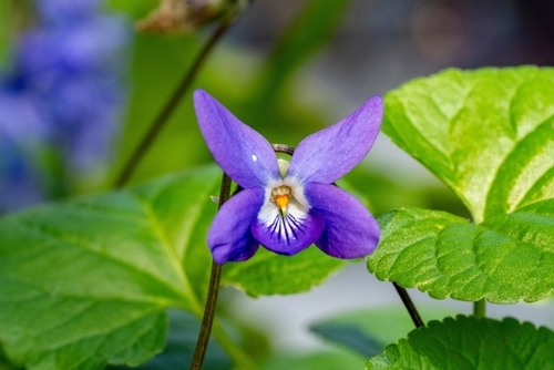 Violet Note in Perfumes