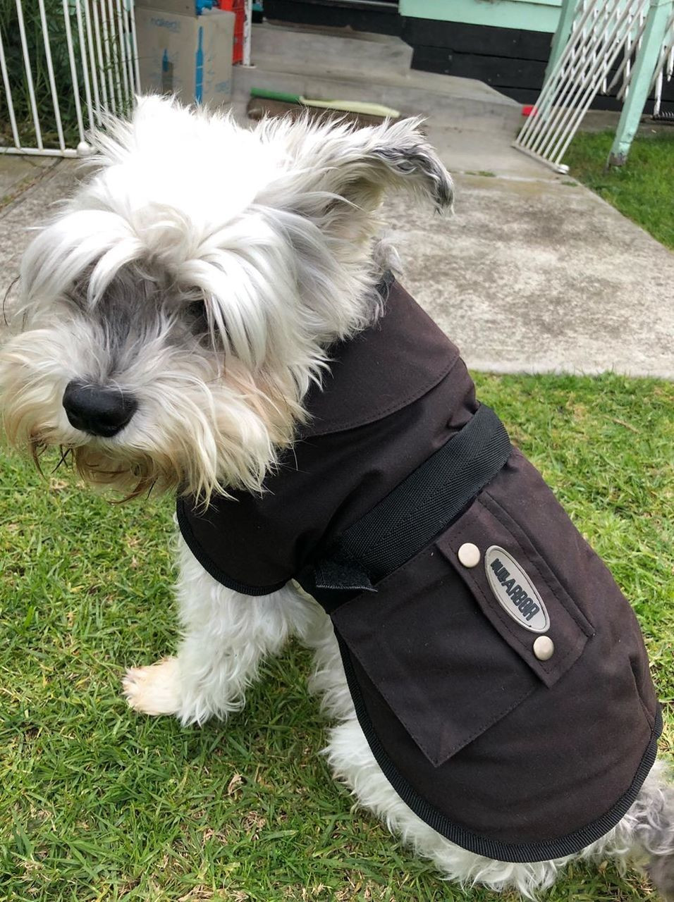 Nullarbor deals dog coat