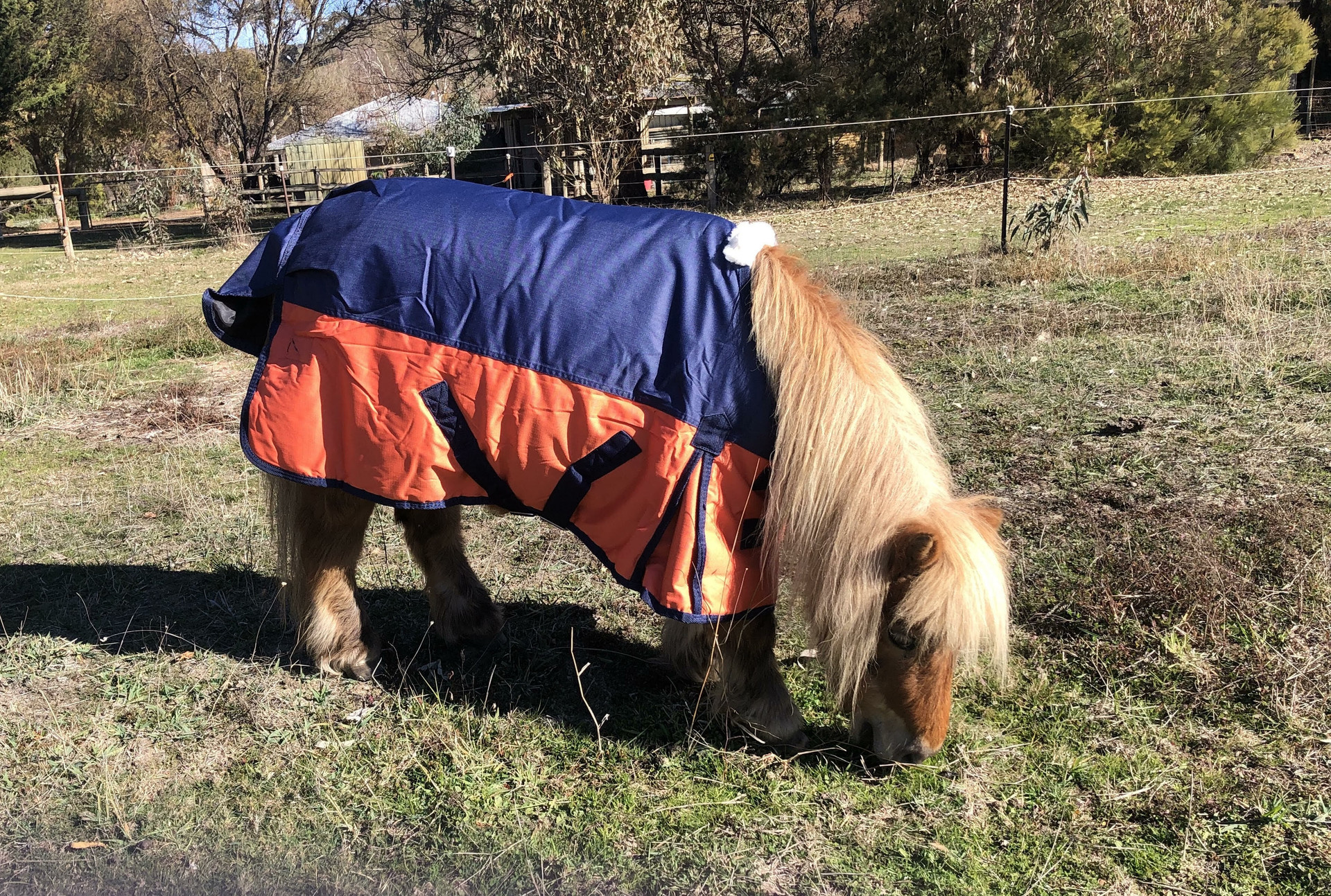 Horse - Rugs - Mini Rugs - Aussie Saddlery
