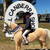 Hannah and Bling at the 2024 Royal Canberra Show using the Aussie Saddlery Jointed Pelham bit. Julie from Emerald Coad Welsh Mountain ponies upgraded to express postage and we posted their order from Aussie Saddlery for overnight delivery. 