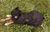 Nullabor Oilskin Dog Rug 