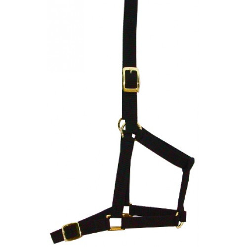 Foal Halter Forrest Green 
