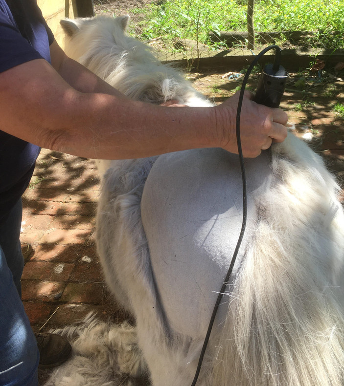 How to remove your horses winter coat