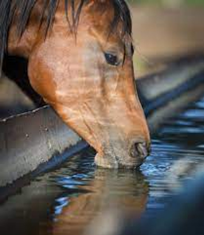 Keeping Horses Hydrated 