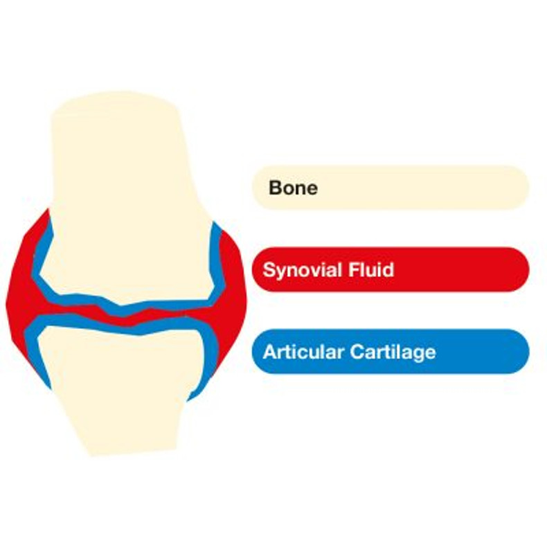 Joint Health in Horses