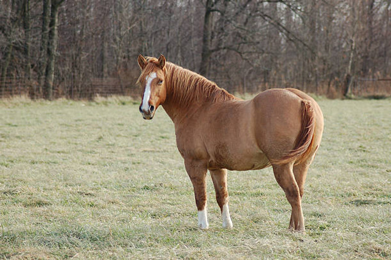 Conditions increase early laminitis risk for many