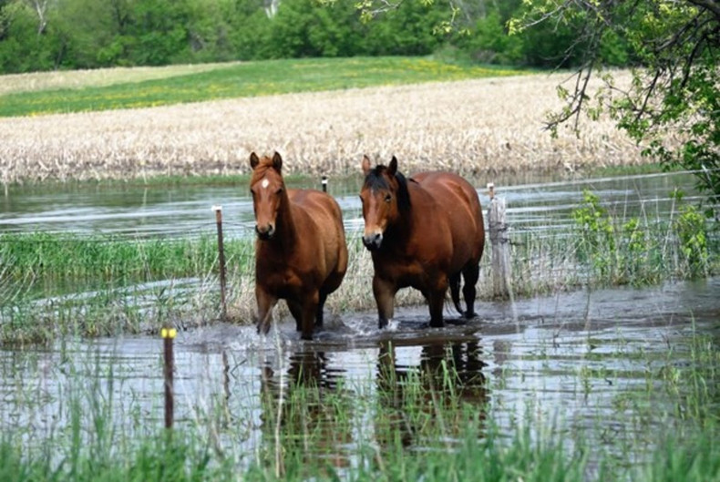 Keeping Your Horse Safe in Floods