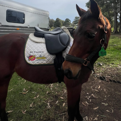 Arena Jump Saddle On Sale
