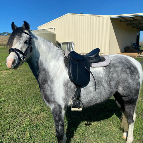 Arena Pony Dressage Saddle