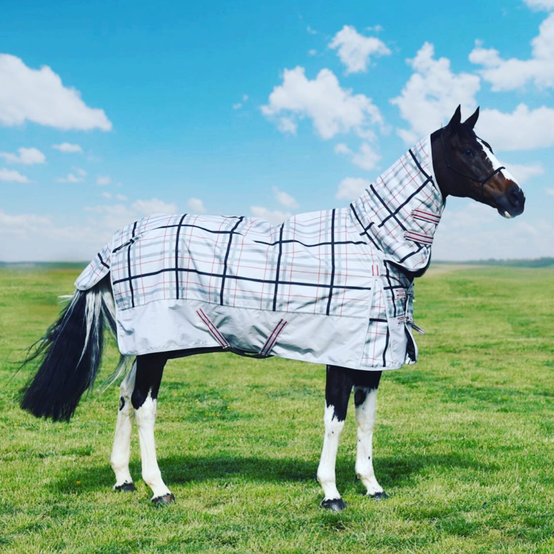 Can You Put A Rug On A Wet Horse?