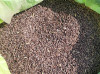 Black Wheat Grains