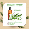 Organic Harvest Rosemary Oil|10 ml