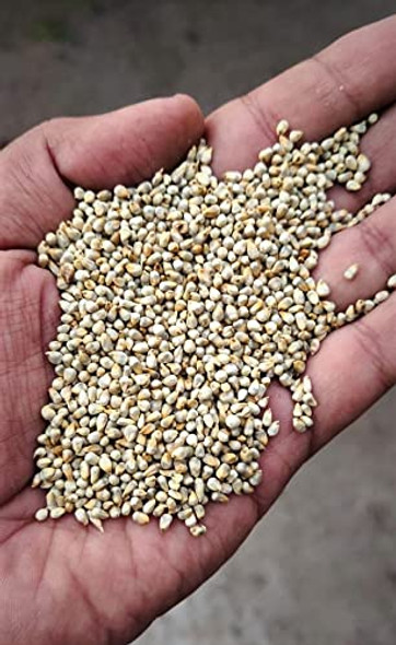 Organic Bajra Grains|500gm|1.22 lbs