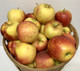 Jonagold Apples- 1/2 Bushel