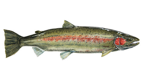 Artist Profiles – Link Jackson, Sawyer Artisan Series Oars