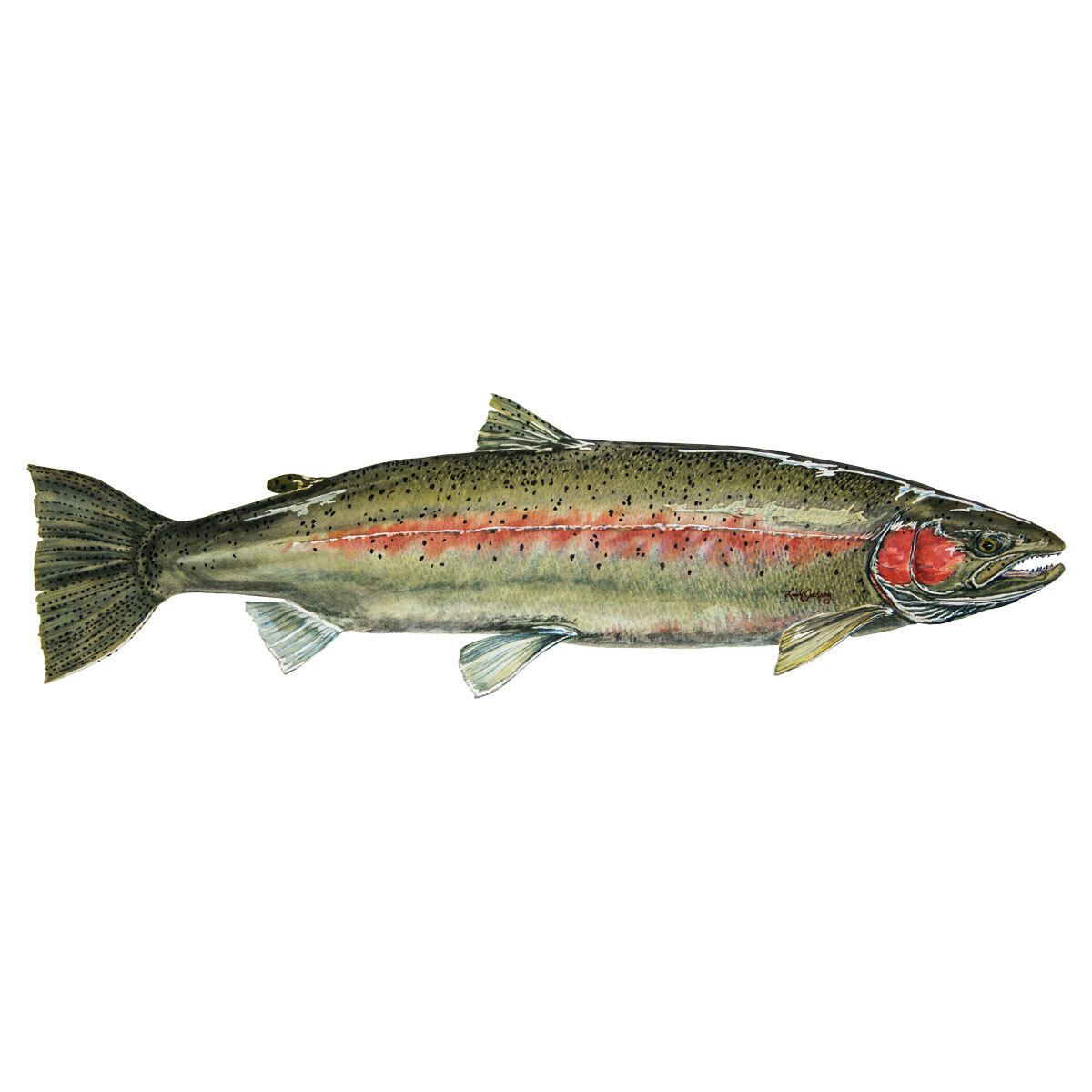 Link Jackson Sawyer Artisan Series artwork - Steelhead