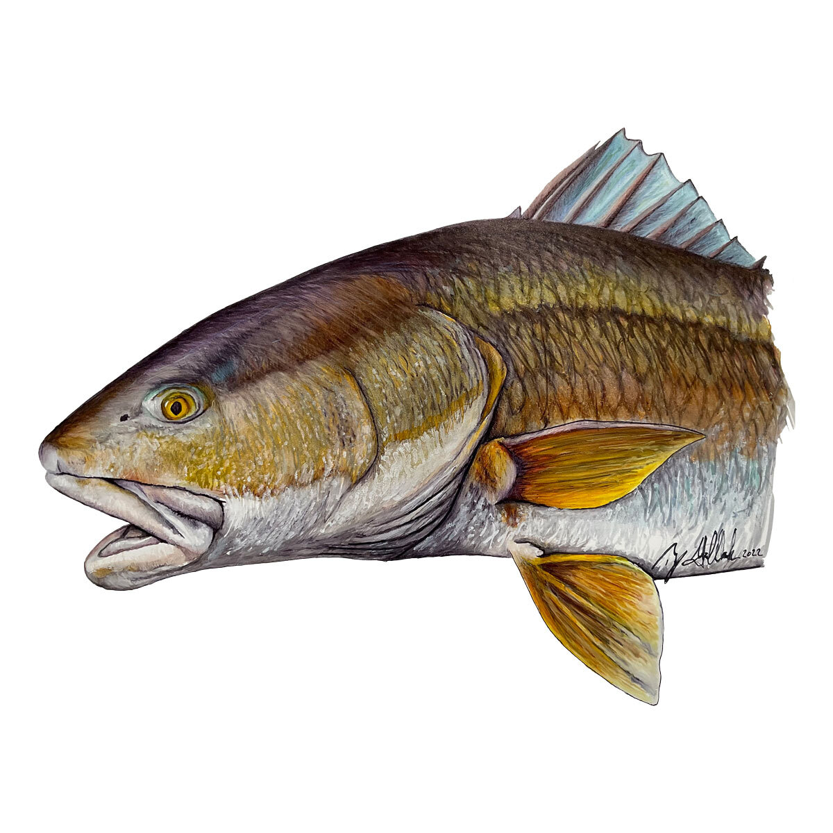 Ty Hallock Redfish atwork detail