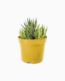 Haworthia Fasciata - Yellow Pot