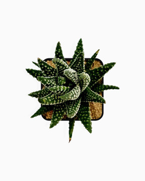 Haworthia Coarctata F. Baccata - Medium Size