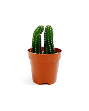 Echinopsis Huascha Couple