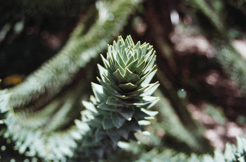 Romantic Plants to Give for Valentine’s Day