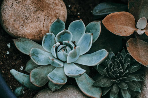 Make a Tropical Heart Planter