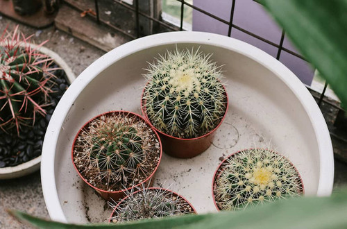 Care Tips for Happy and Healthy Succulents