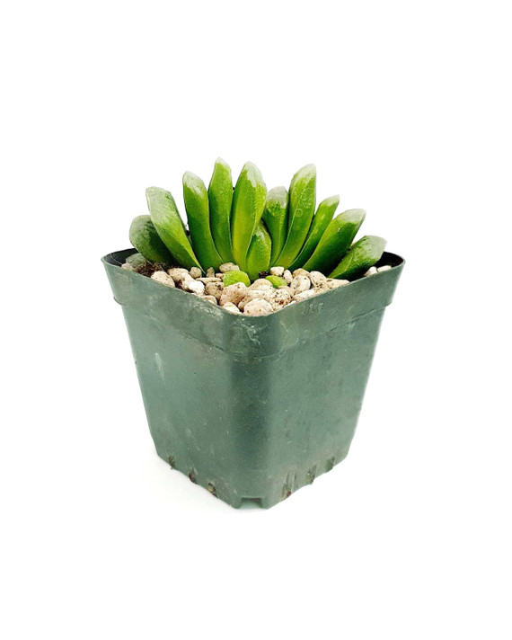 Haworthia truncata