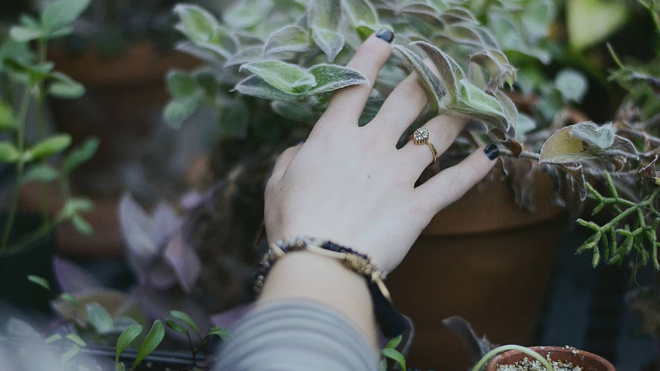 Learn how to care for your succulents