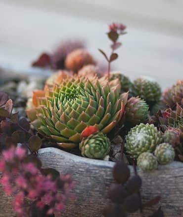 Hardy Succulents