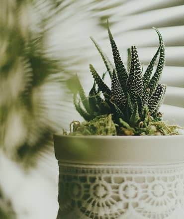 Indoor Succulents