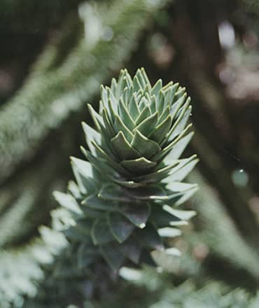 Cuttings & Bare Root