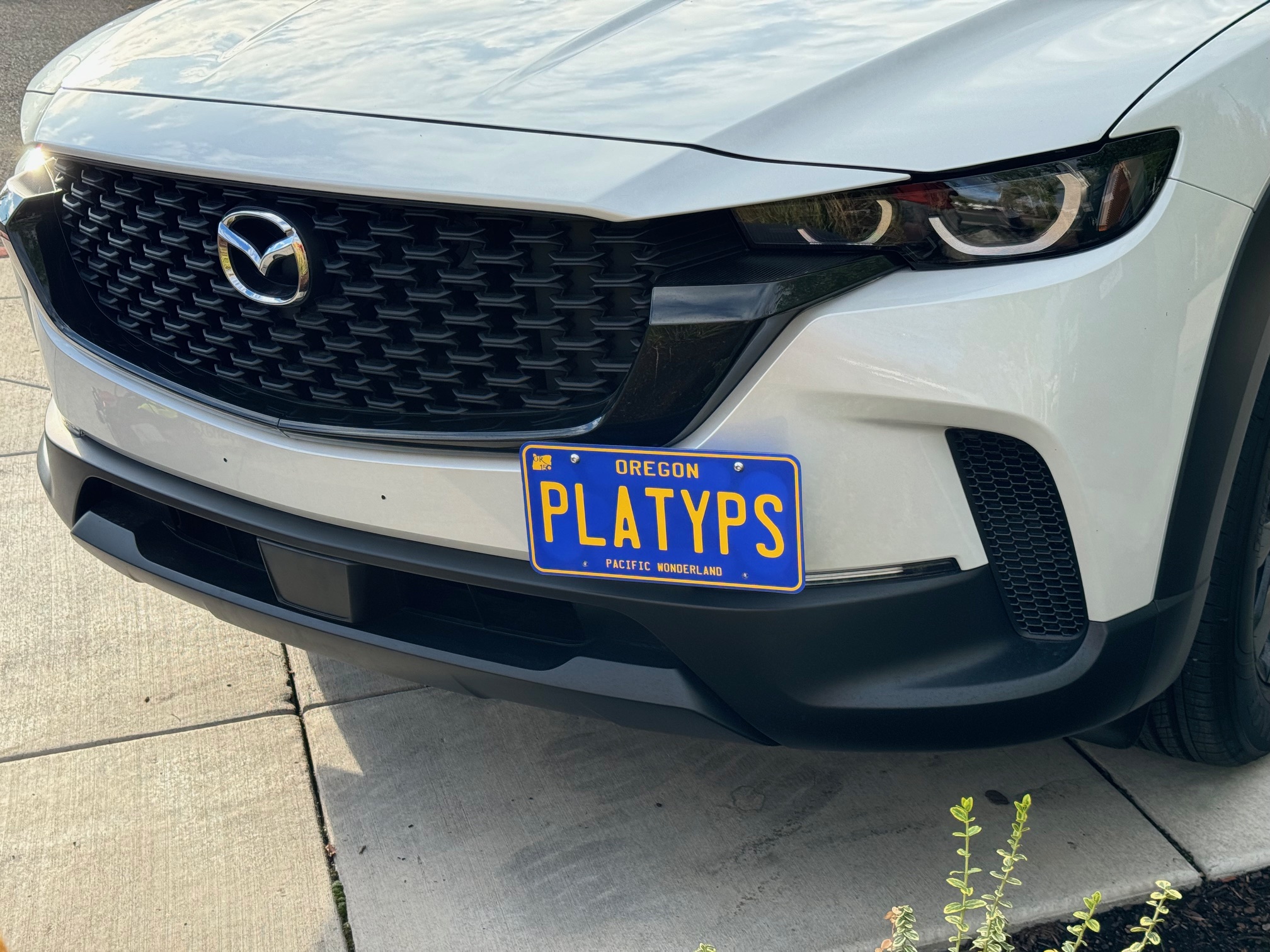 https://cdn11.bigcommerce.com/s-351ed/images/stencil/{:size}/products/24206/262162/the_platypus_license_plate_mount_for_mazda_cx-50_2023_to_2025_X0IJNJ0_24206__62860.1726868787.jpg?c=2