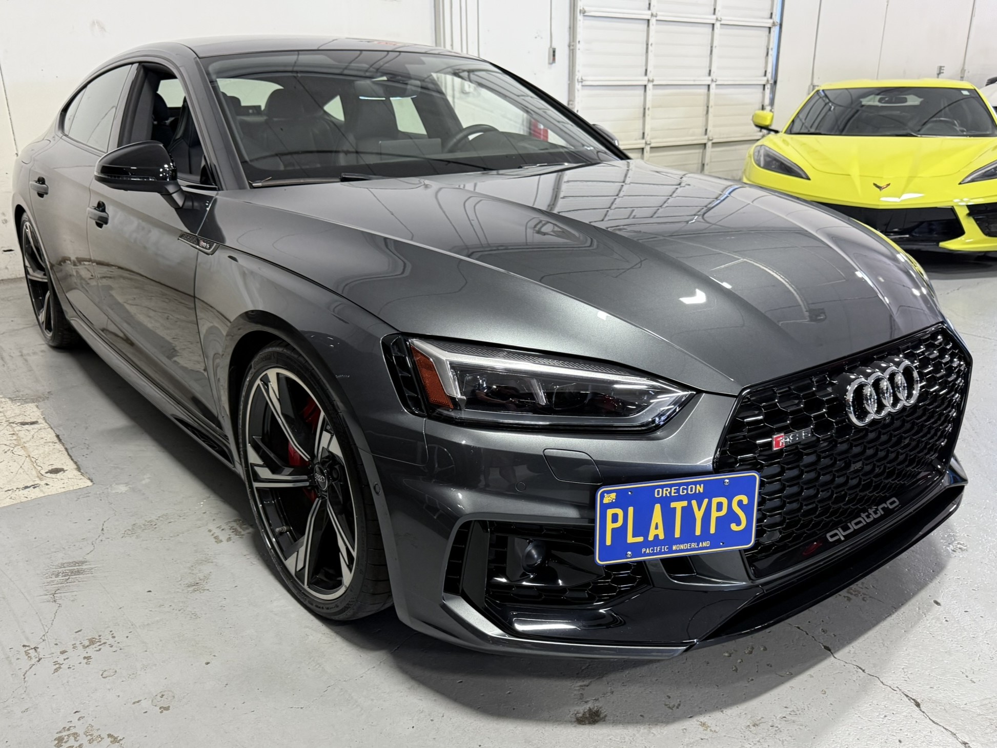 The Platypus License Plate Mount for Audi RS 5 B9 - 8W 2018 to 2025 2018 &amp; 2019 (Pre-facelift)