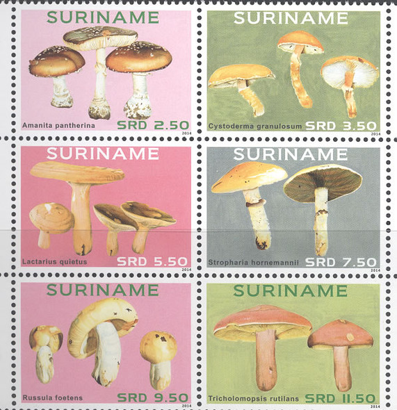 SURINAM - Mushrooms 2014 (6)