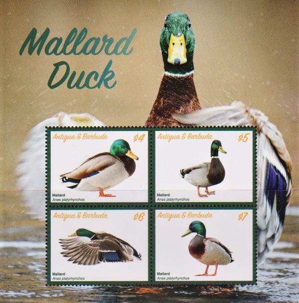 ANTIGUA (2020)-Mallard Duck Sheet of 4 & s.s.