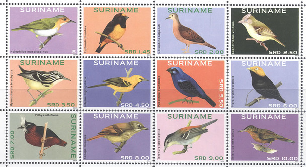 SURINAM- Birds 2014 (12)